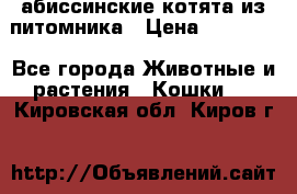 абиссинские котята из питомника › Цена ­ 15 000 - Все города Животные и растения » Кошки   . Кировская обл.,Киров г.